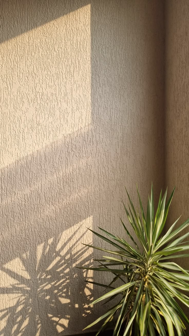 Fine textured wall finish in afternoon light with a plant casting shadows